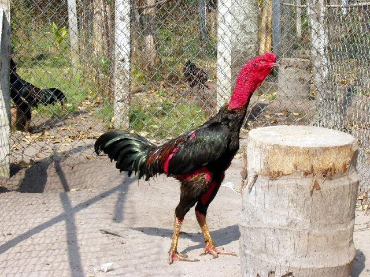 Куры породы Шамо