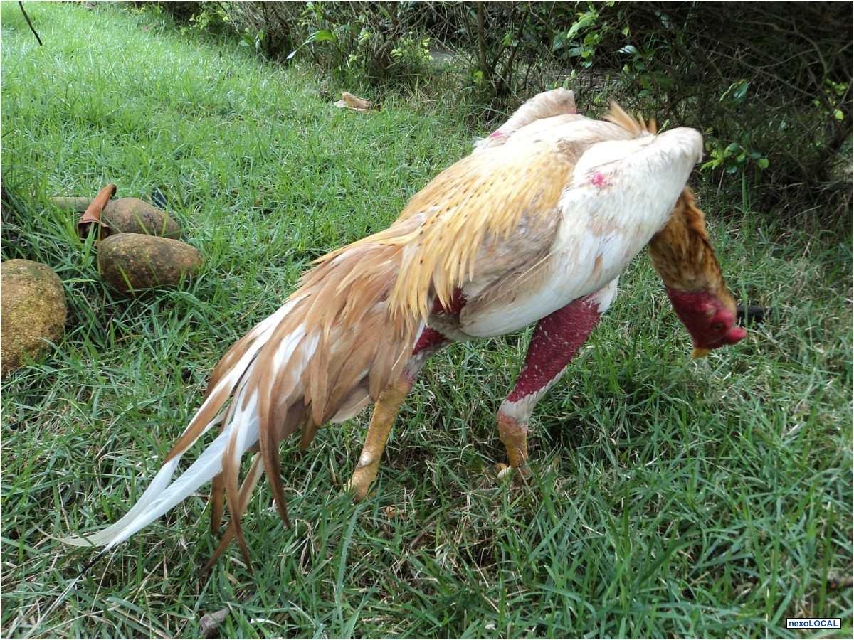 Мадагаскарская Бойцовая курица