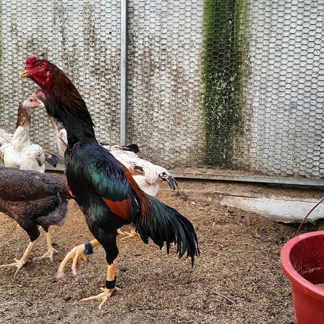 Азиль порода кур