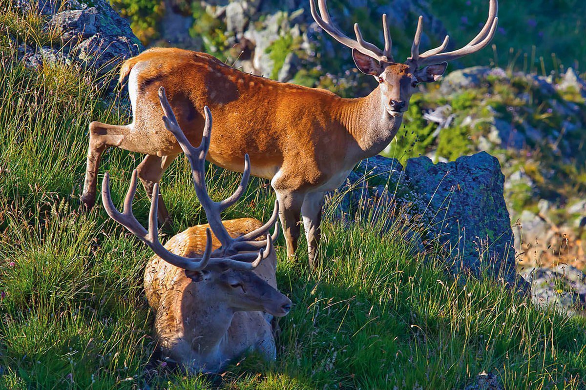 Тебердинский заповедник Серна