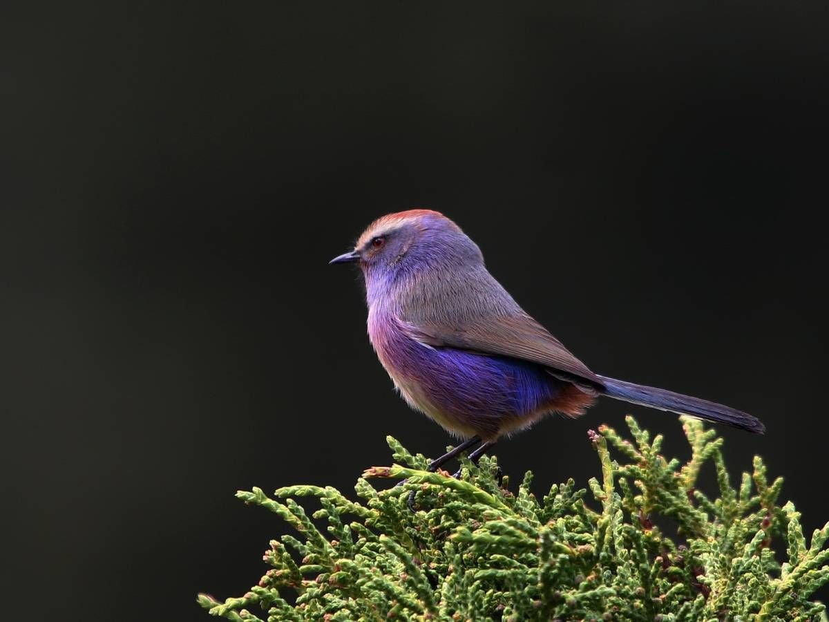 Расписная синичка Leptopoecile sophiae