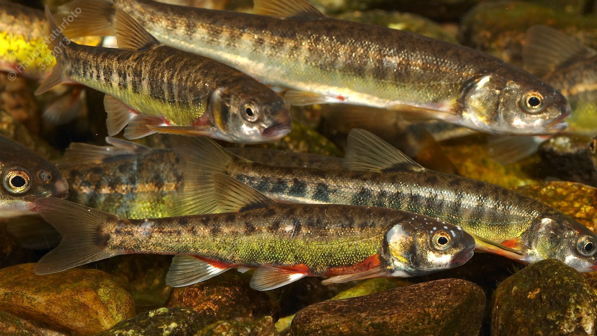 Рыбы мелких рек. Речной гольян (Phoxinus Phoxinus). Гольян обыкновенный - Phoxinus Phoxinus. Гольян колхидский. Рыба гольян Озерный.