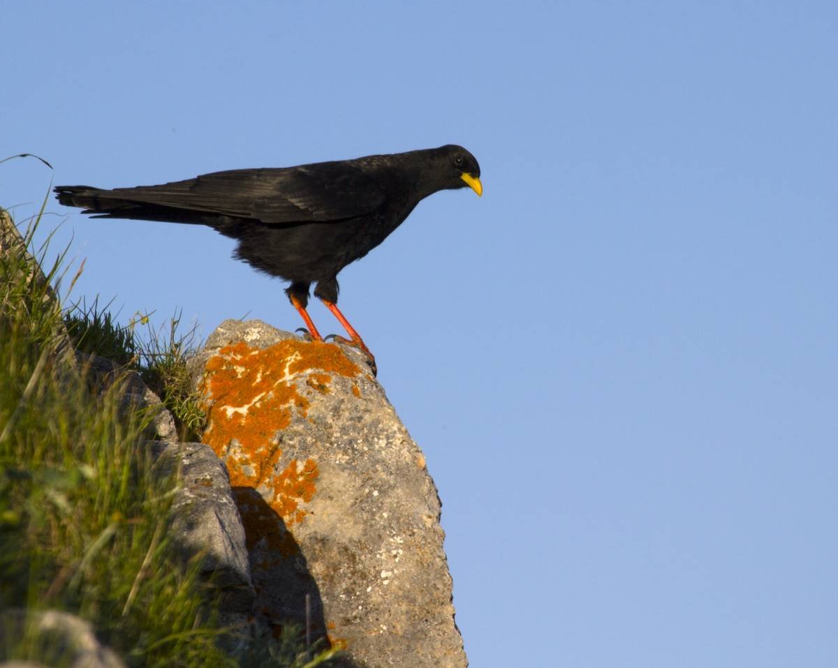 Альпийская Галка