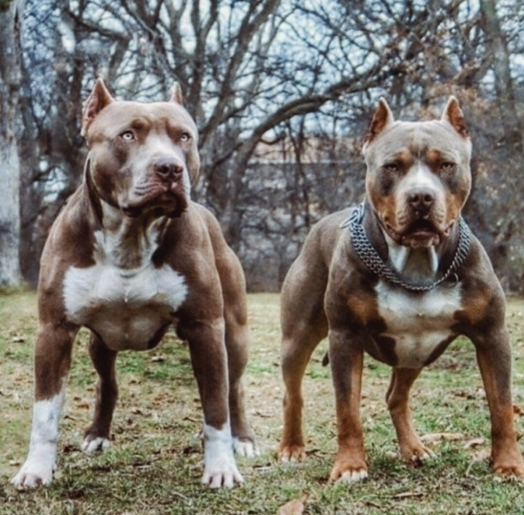 Американский бандог терьер пасть