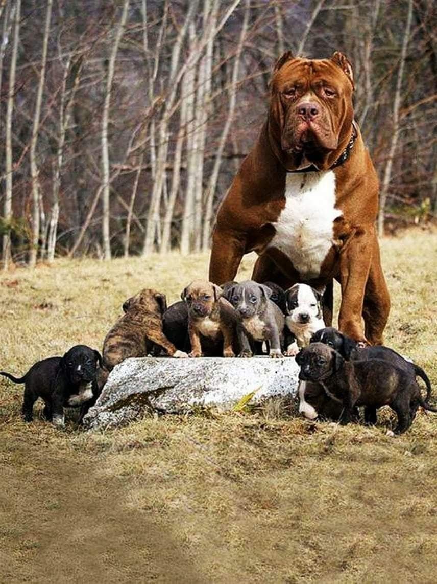 Американский питбуль Халк