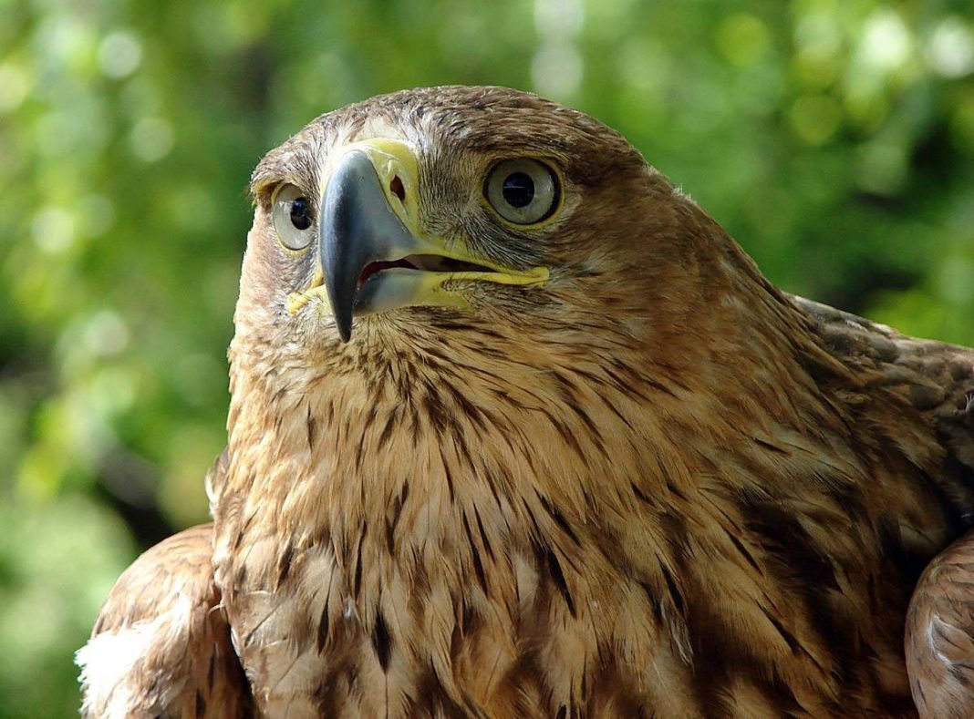 Орёл могильник птица