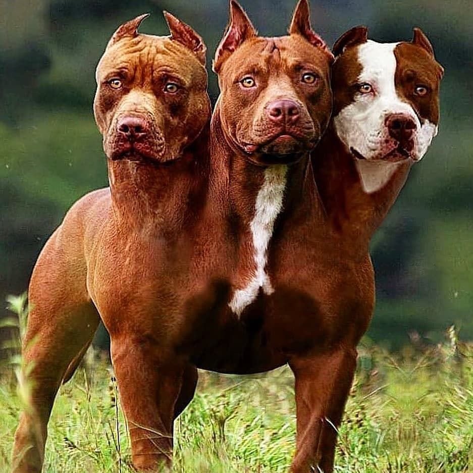 Кубинский питбультерьер