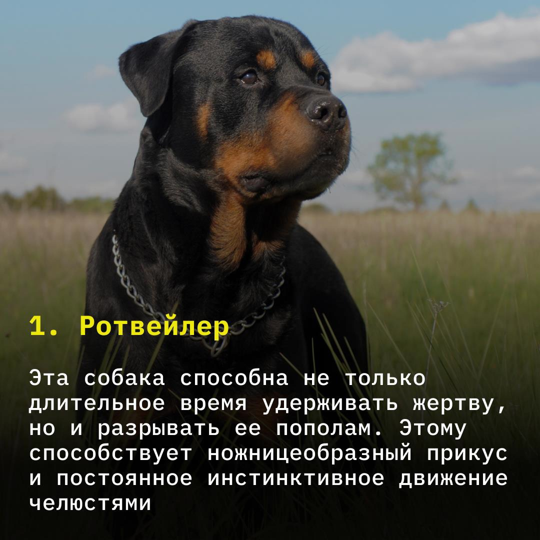 Американский стаффордширский терьер малыши