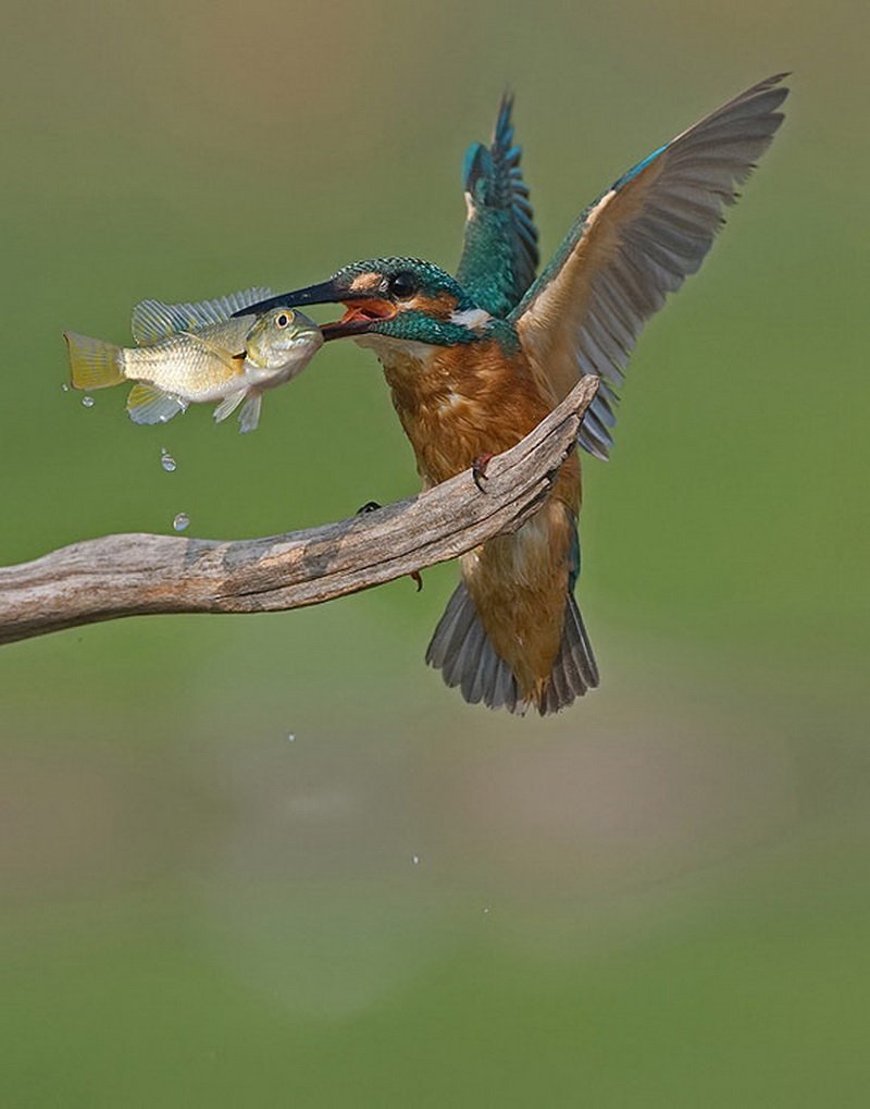 Зимородок с добычей