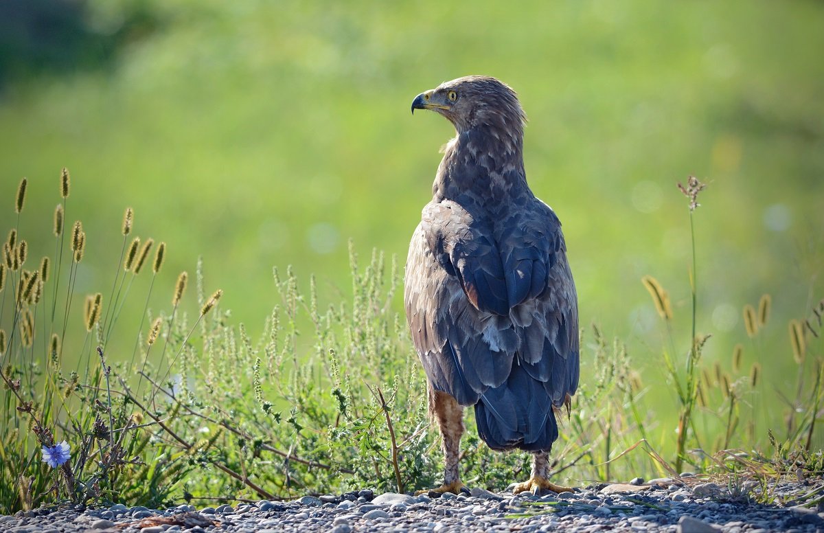 Малый подорлик