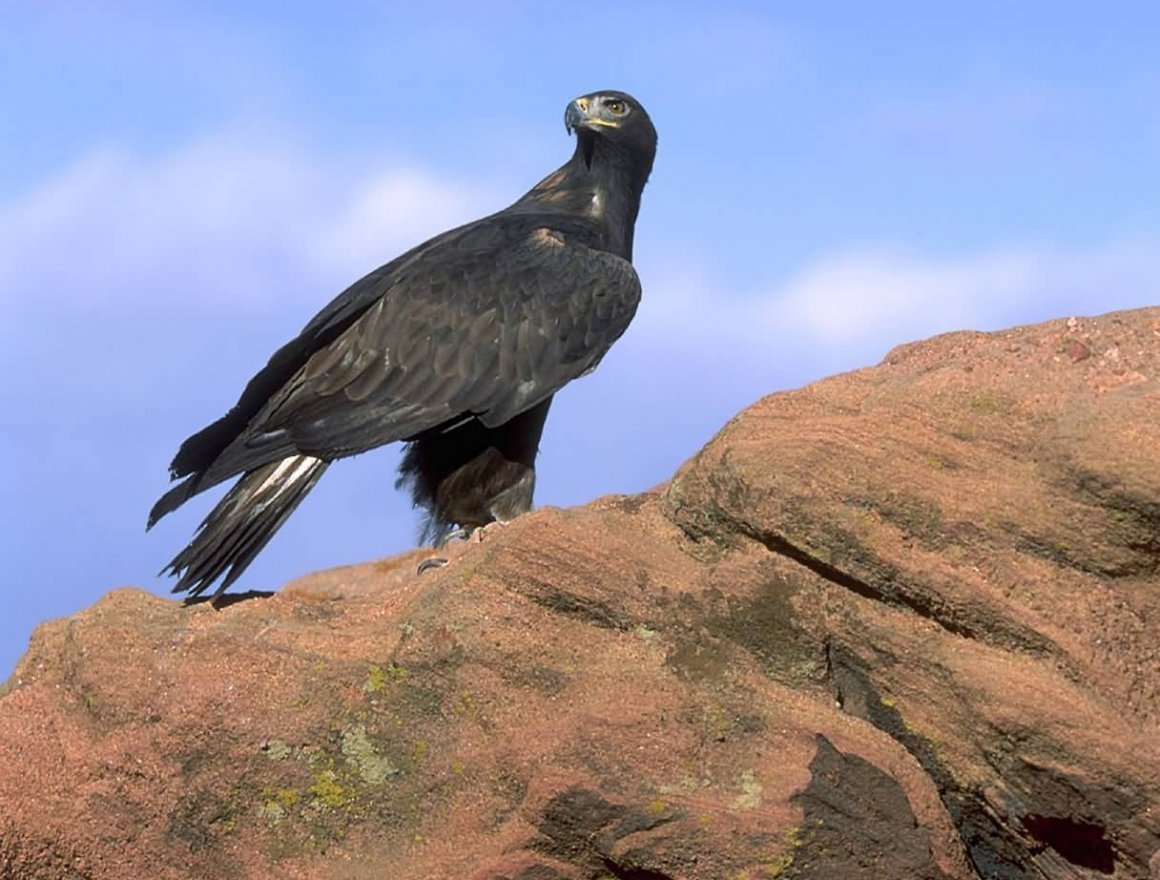 Птицы Дагестана Орел Беркут