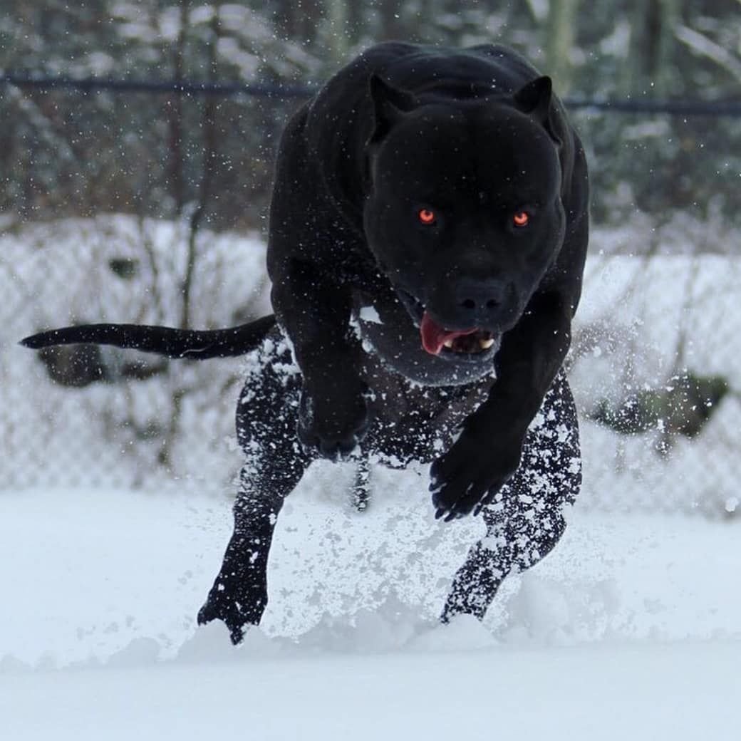 Питбуль черный бриллиант