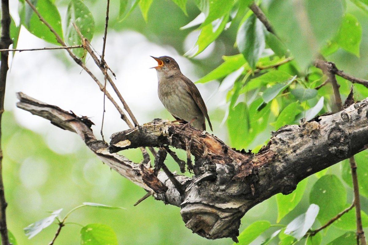 Московский Соловей птица