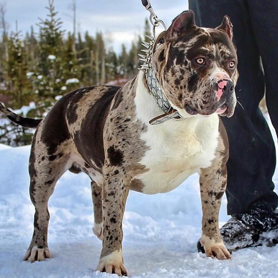 Албанский питбуль Мерль