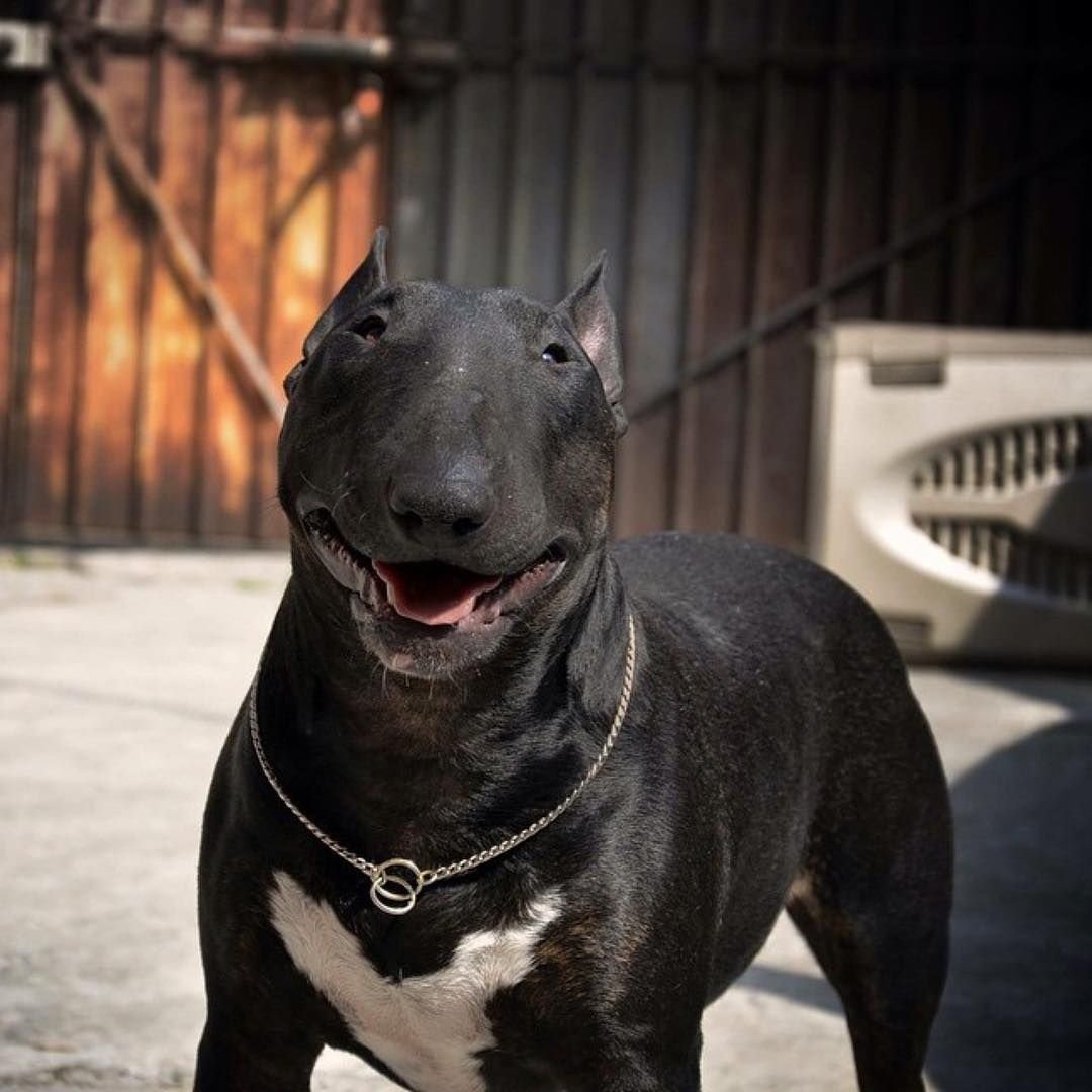 Халк собака питбуль