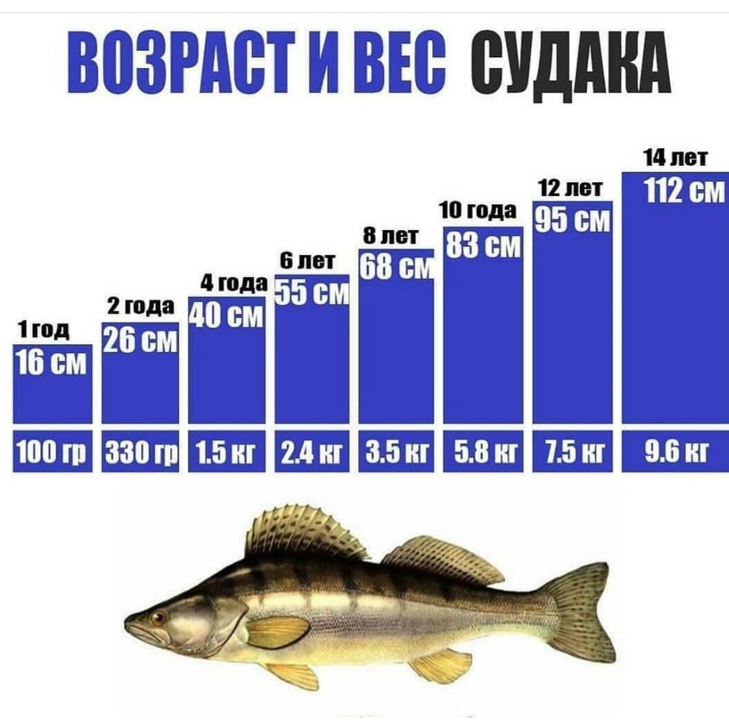 Рыба попалась на крючок