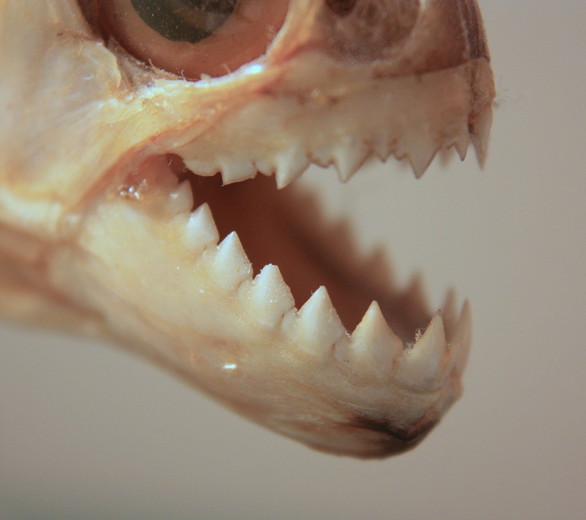 Мелкая морская рыба типа мойвы название