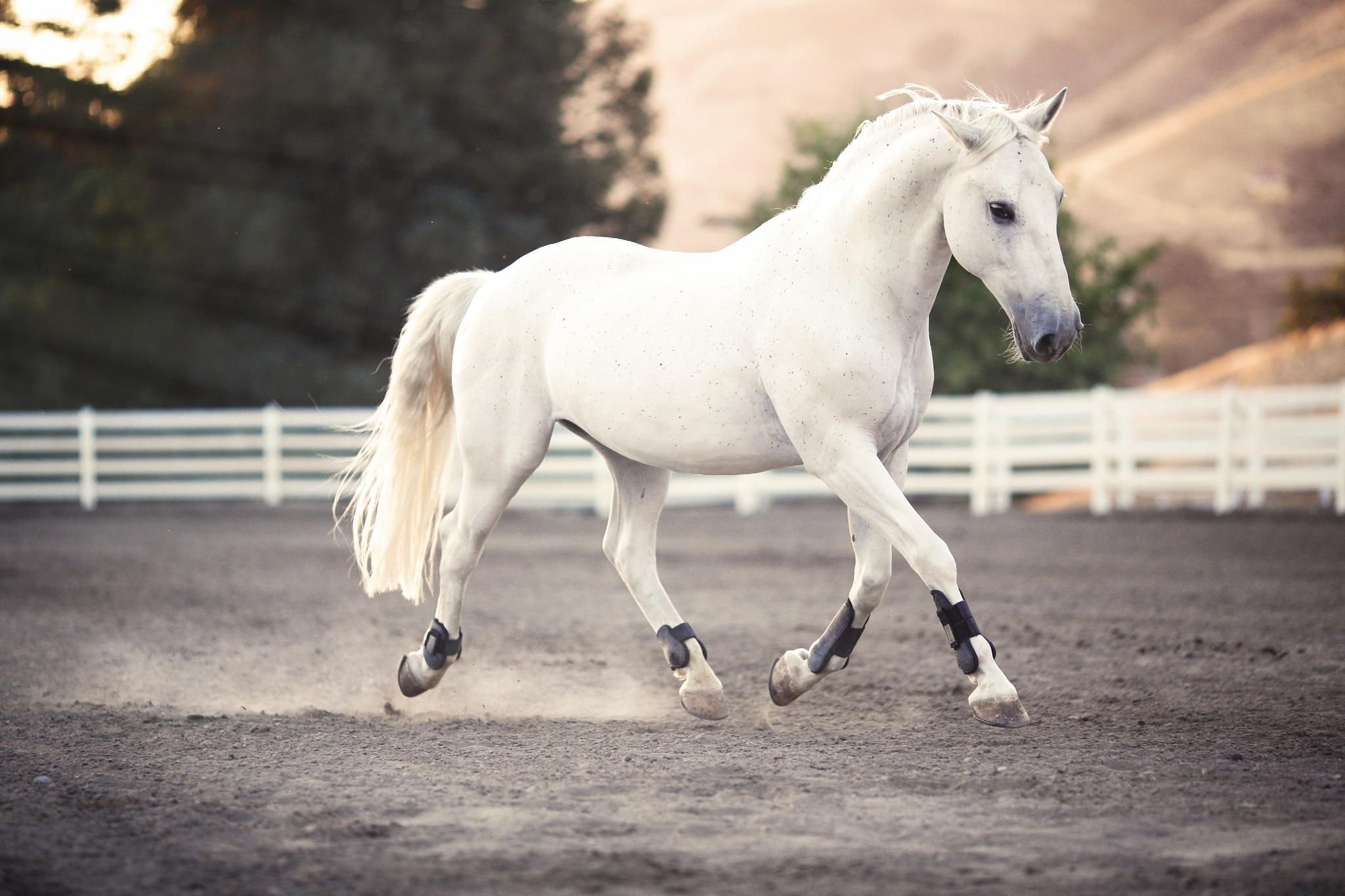 Лошадка рысь. Липпицианская порода лошадей. Липпицианская лошадь экстерьер. Липициан жеребенок. Липпицианская лошадь белая.