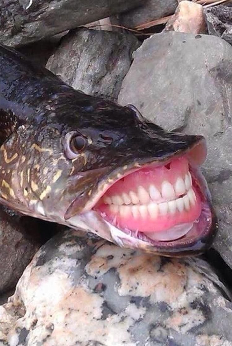 Скумбриевидный гидролик