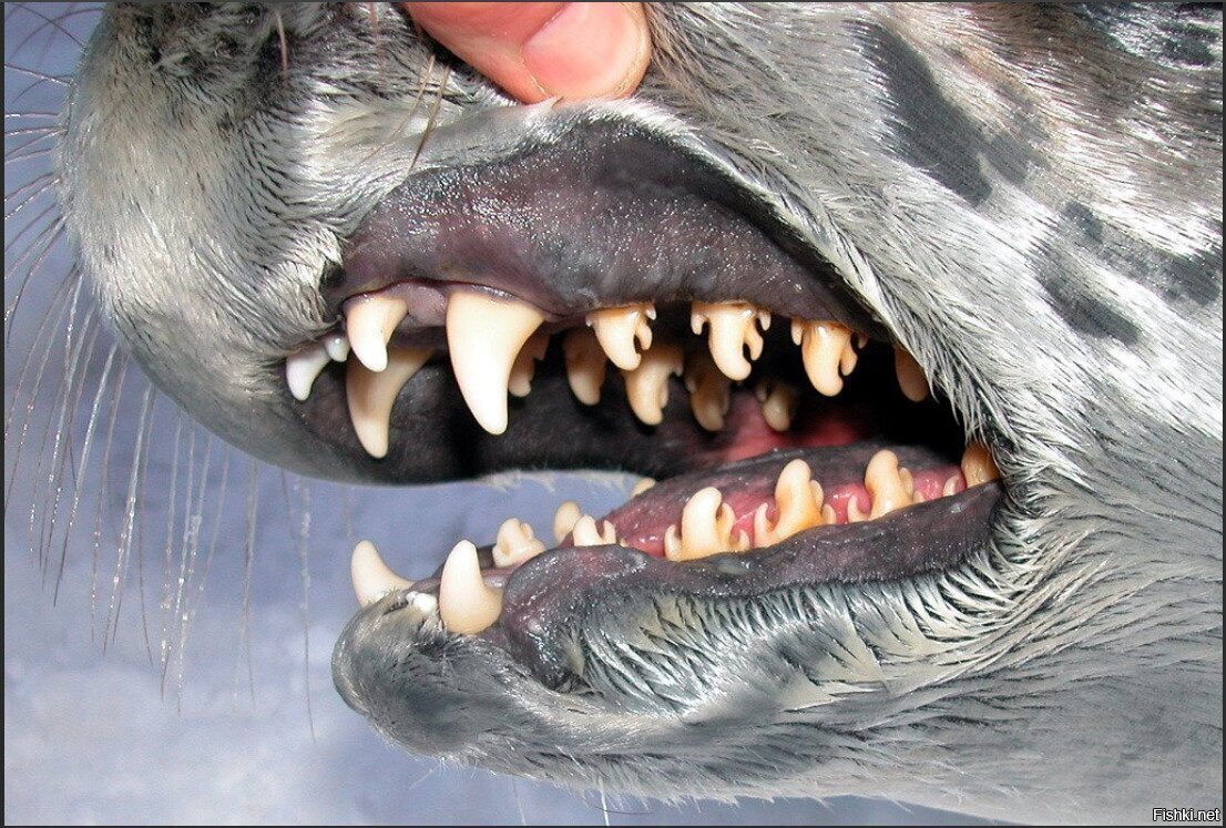 Пиранья Наттерера зубы