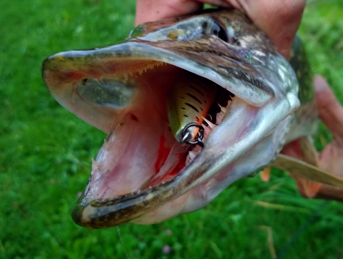 Тилапия рыба фото