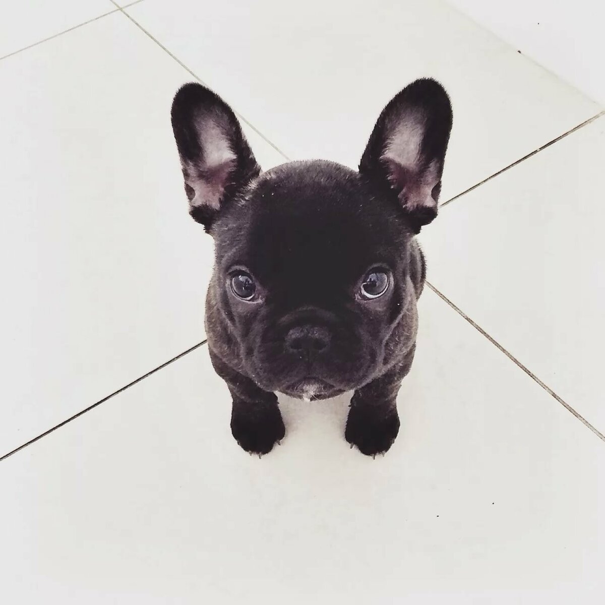 Флаффи французский бульдог