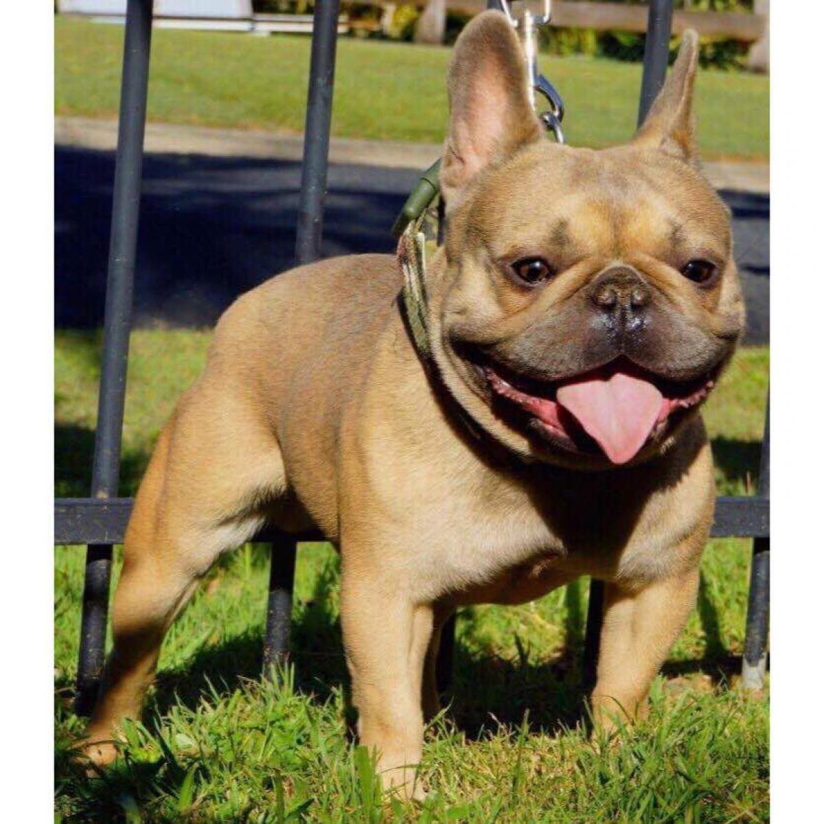 Метис МОПСА