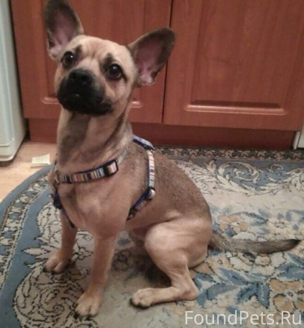 Метис питбуля и корги