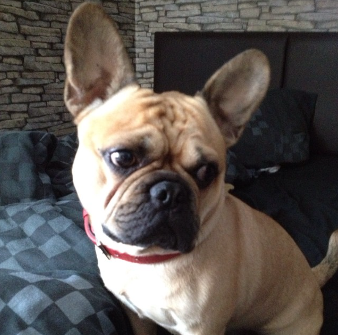 Карликовый бульдог