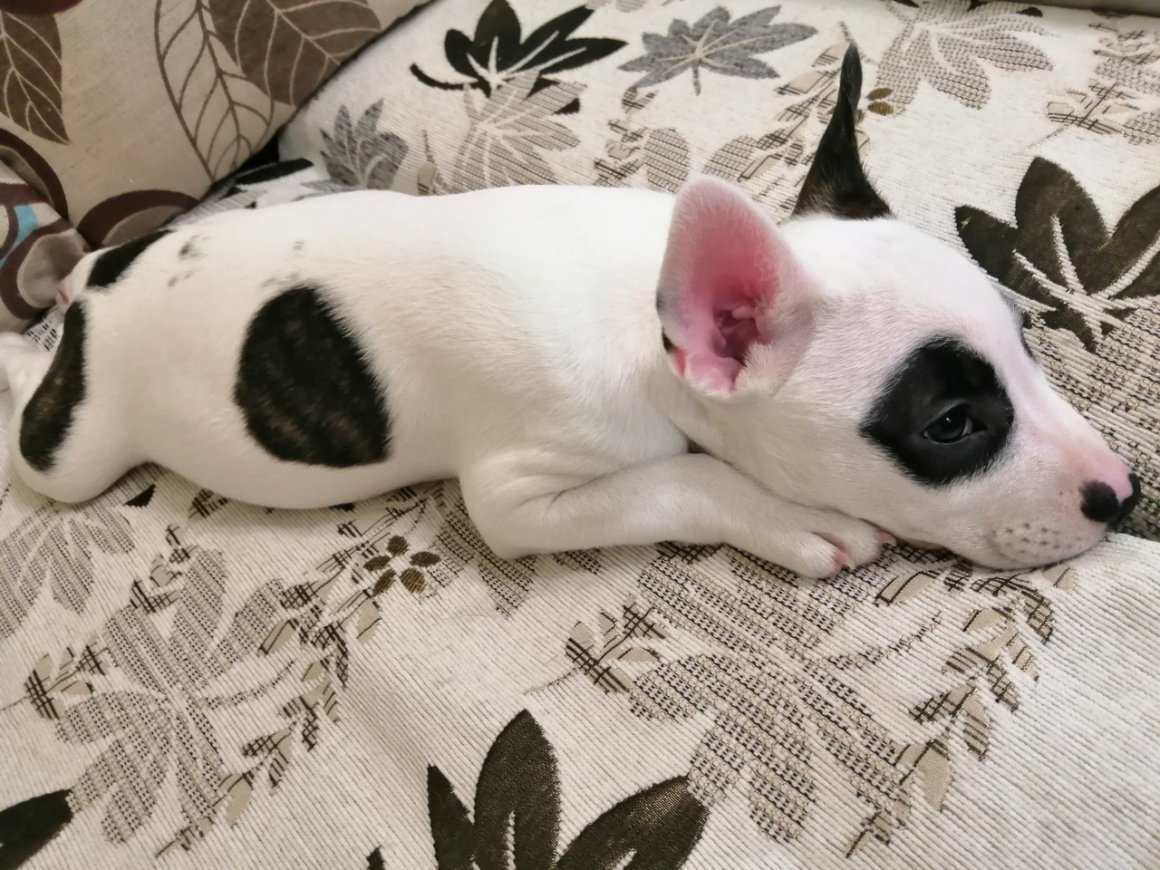 Такса и питбуль смесь