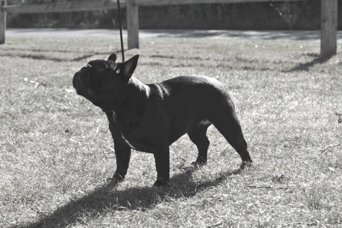 Помесь Бостон терьер