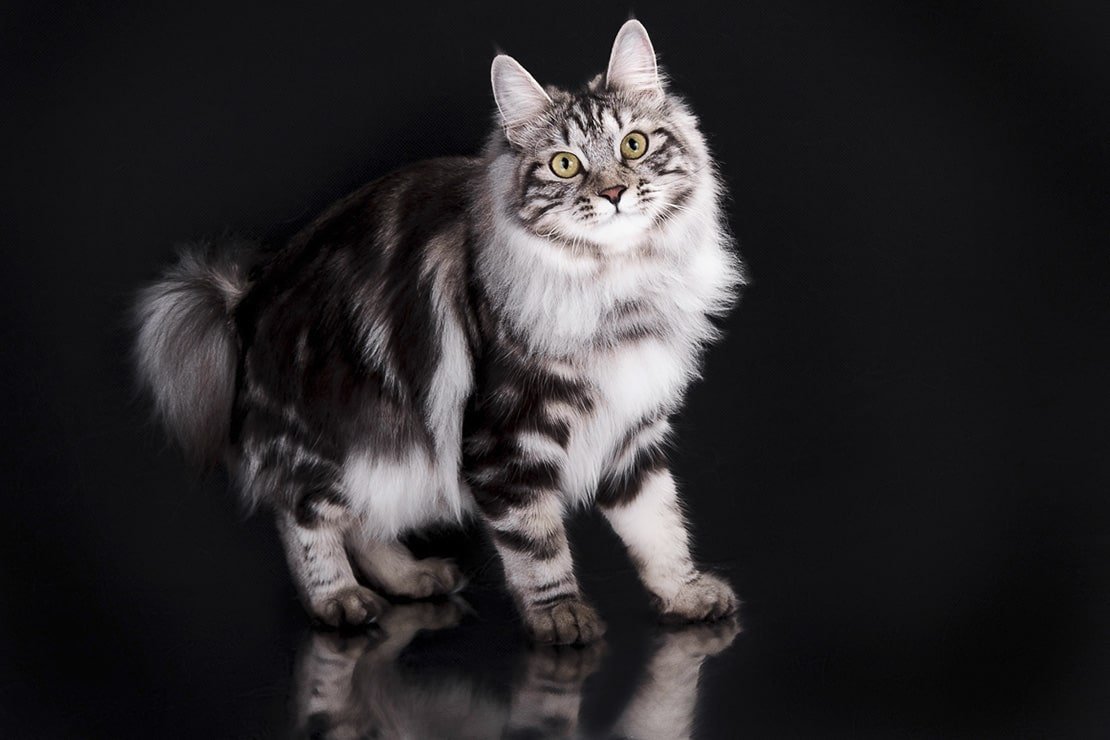 Курильский бобтейл черный