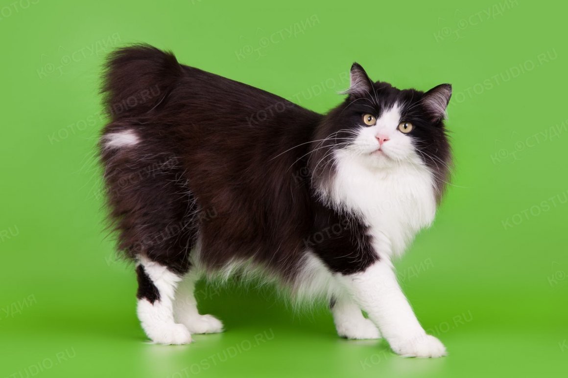 Курильский бобтейл черно белый