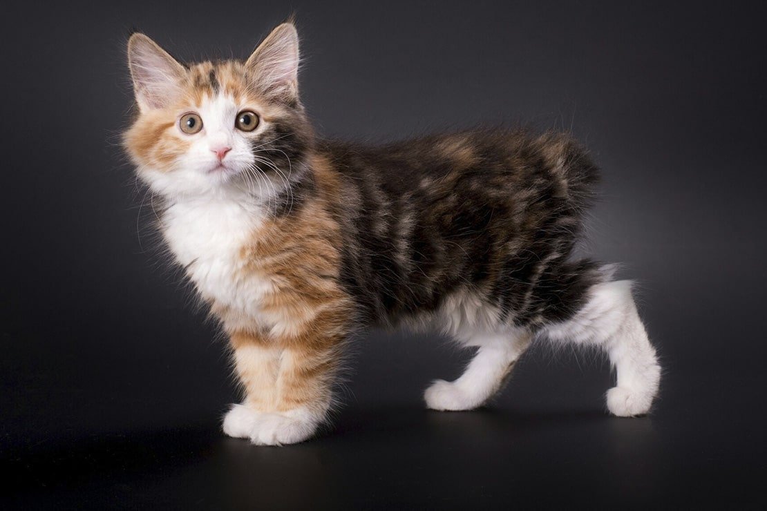 Курильский бобтейл черепаховый