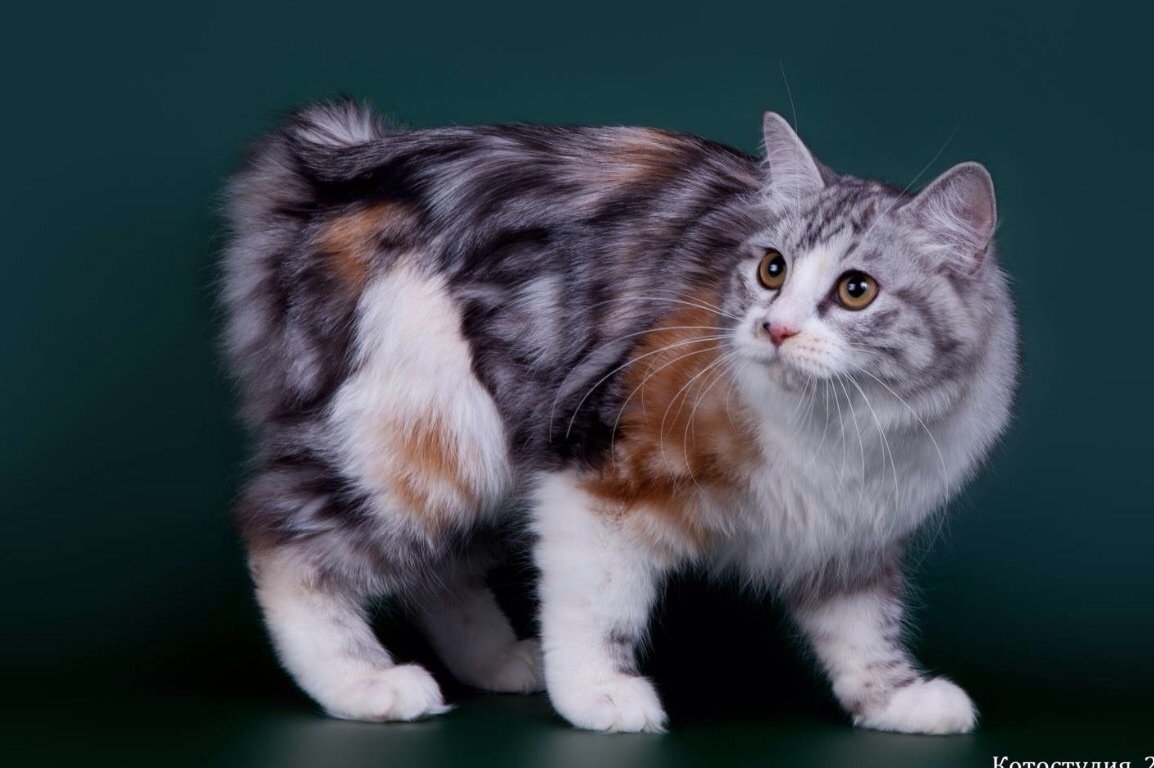 Котопес бобтейл