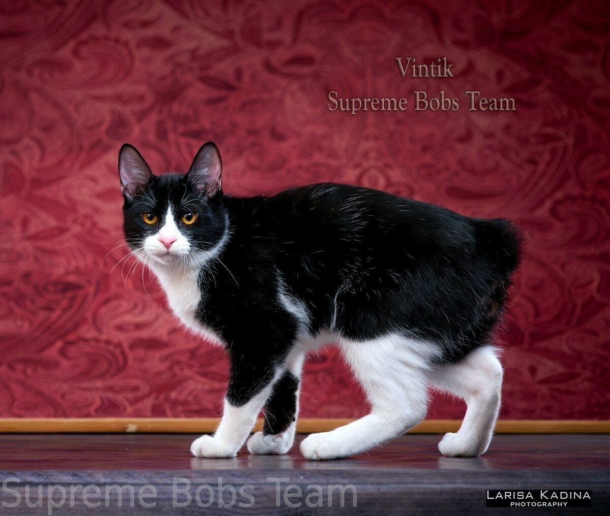 Курильский бобтейл черный гладкошерстный