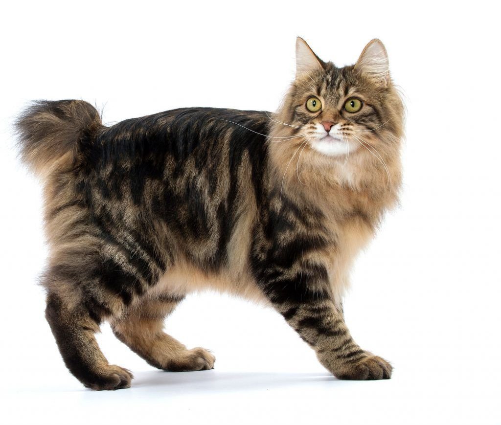 Японский бобтейл трехцветный