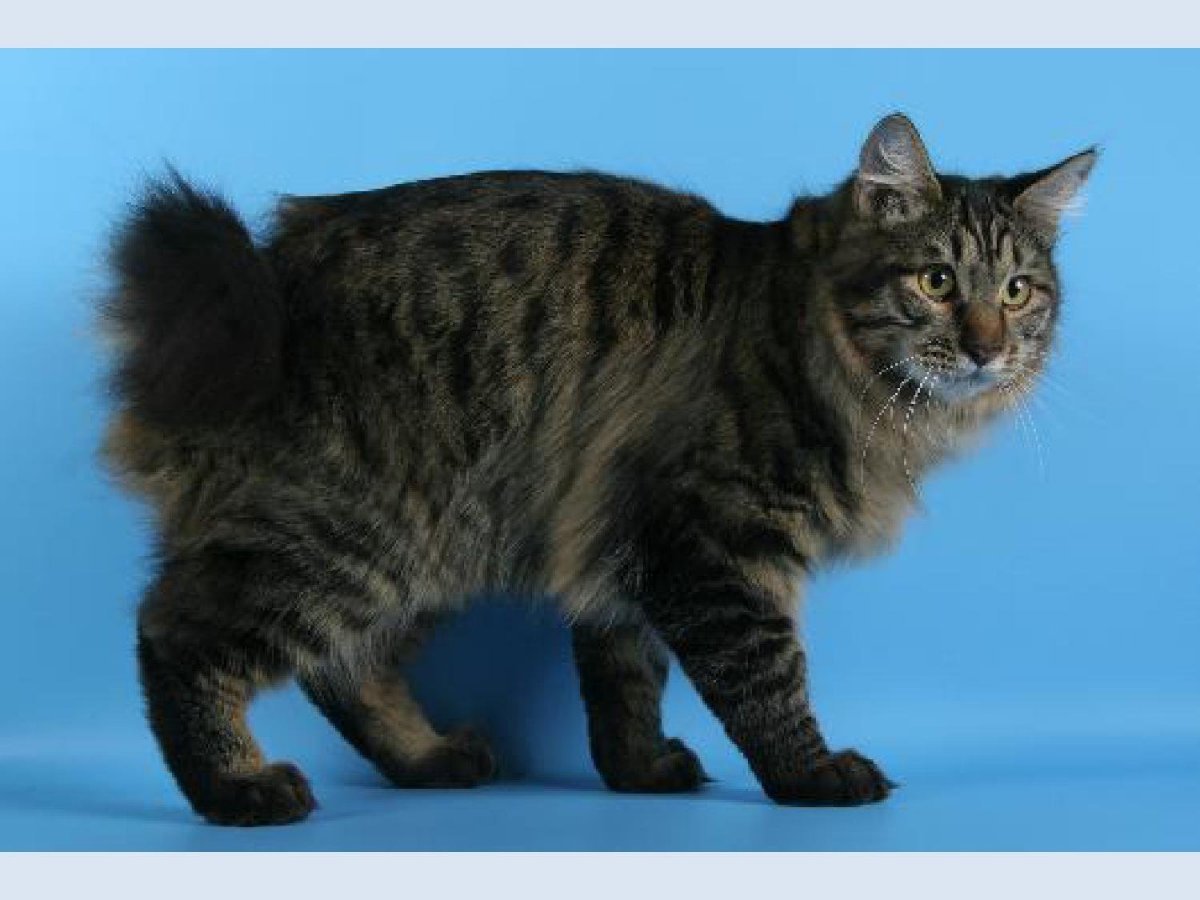 Мэнкс Курильский бобтейл