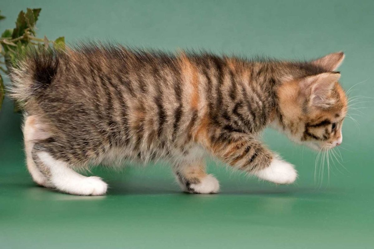 Курильский бобтейл серебристо черный