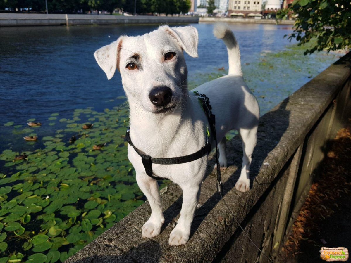 Джек Рассел полукровка