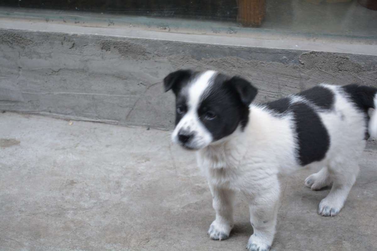 Метис бордер колли и Джек Рассел