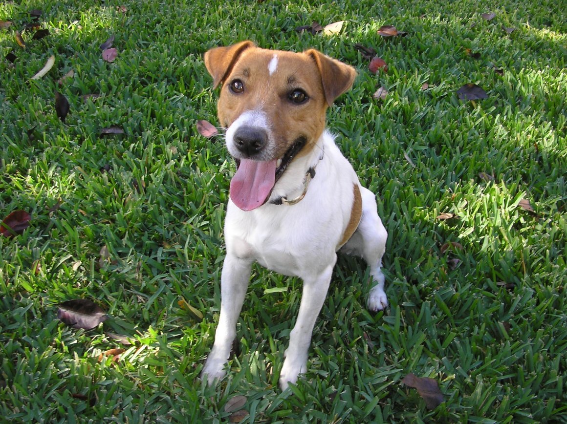 Метис Джек Рассела