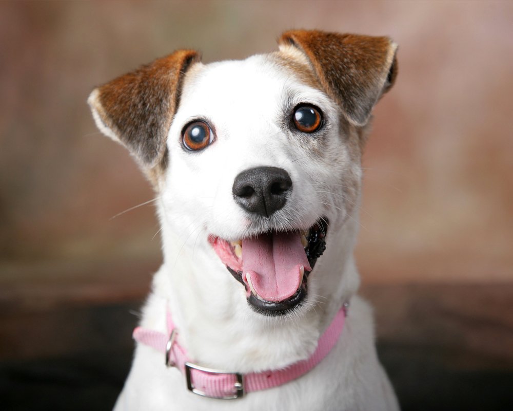 Парсон Рассел терьер морда