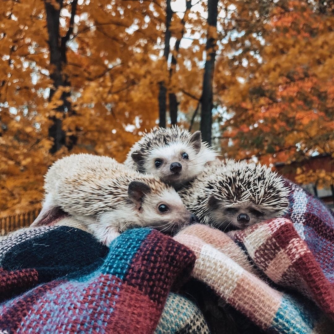 Ежик утро осень