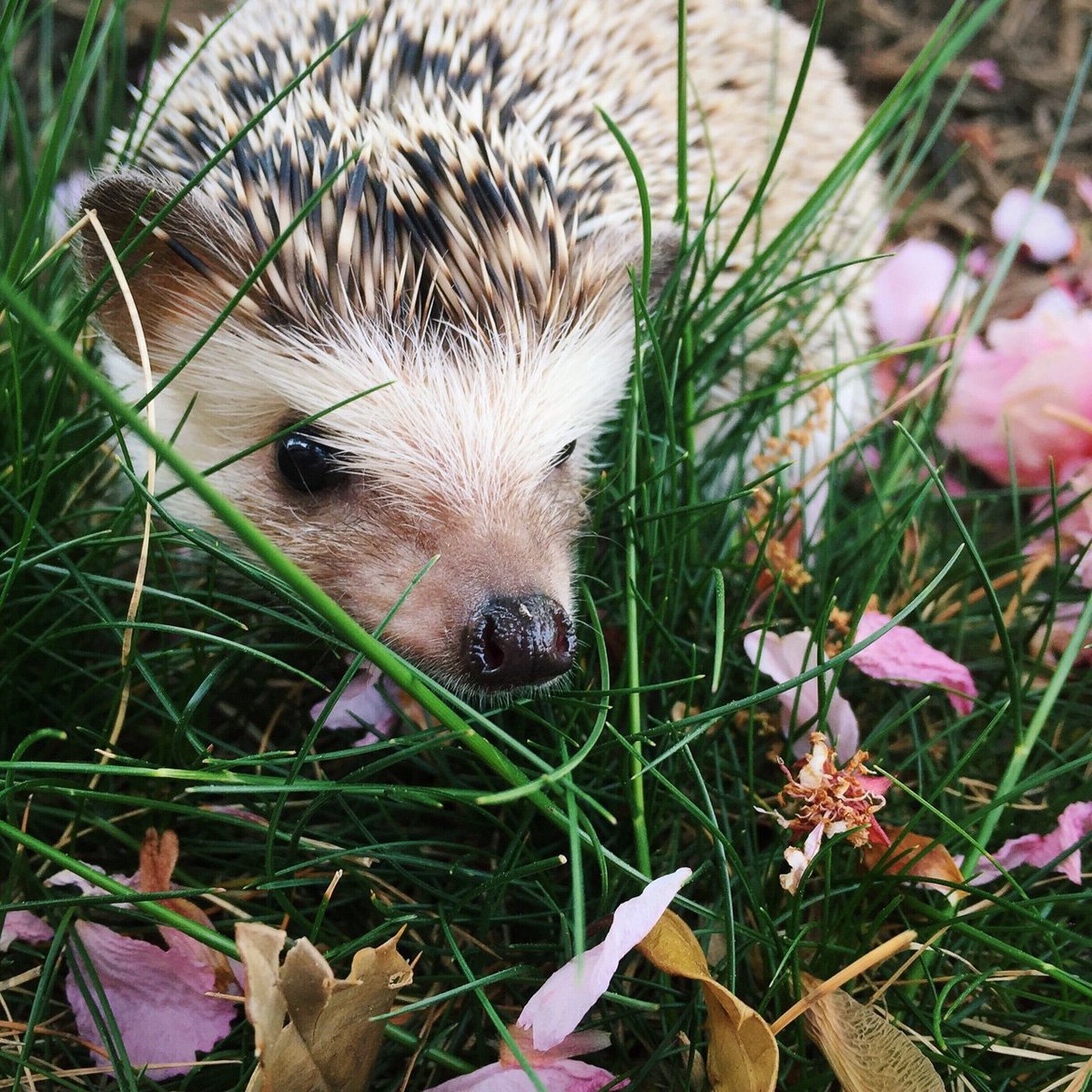 Ежик Лисичкин