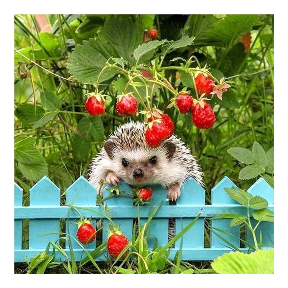 Ежик с ягодами