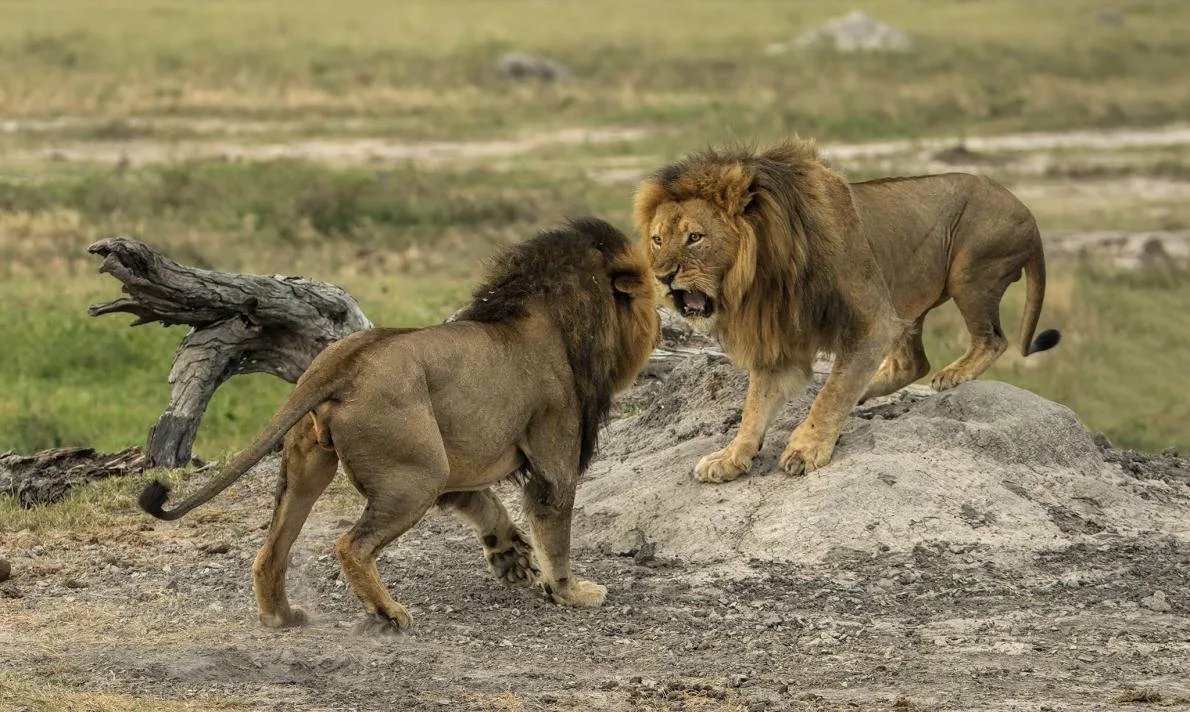 Прайд в саванне