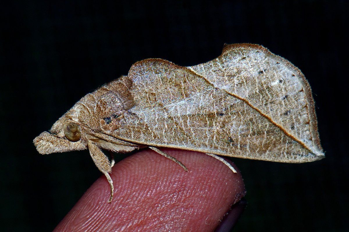 Бабочка волнянка