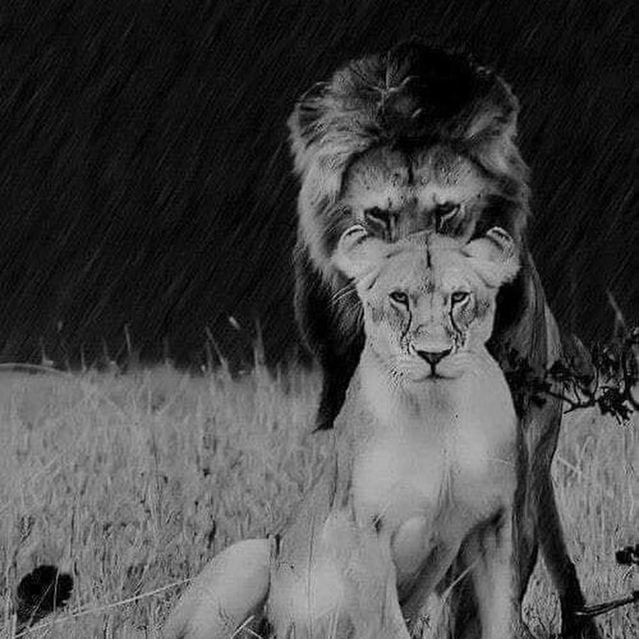 Рычание львицы гиф