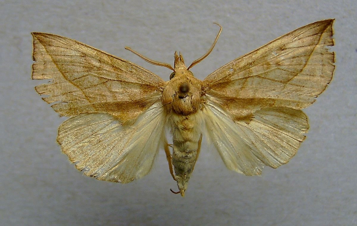 Мотыльков Bombycidae